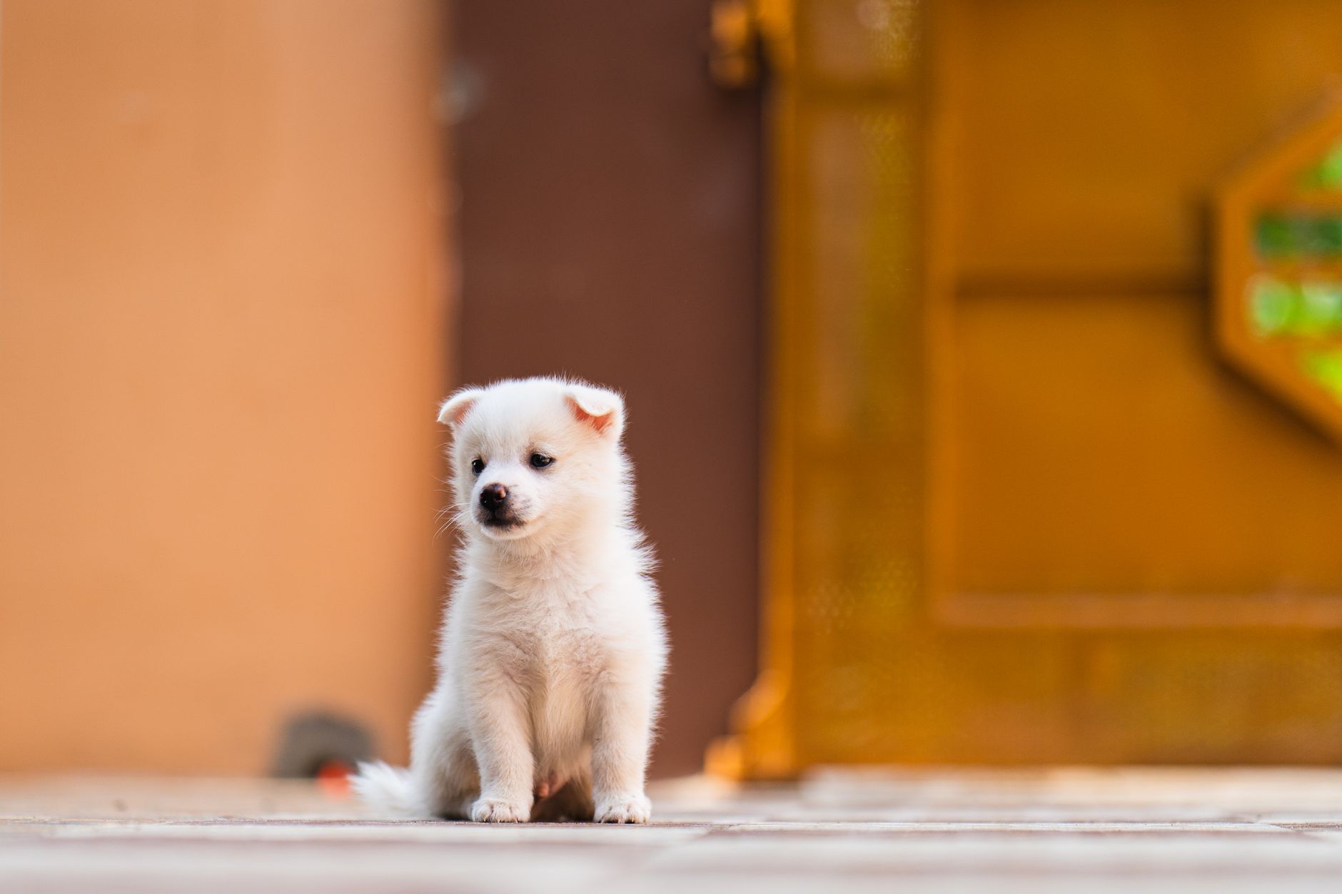 Cachorro de Spitz Japonés blanco y esponjoso en jardín