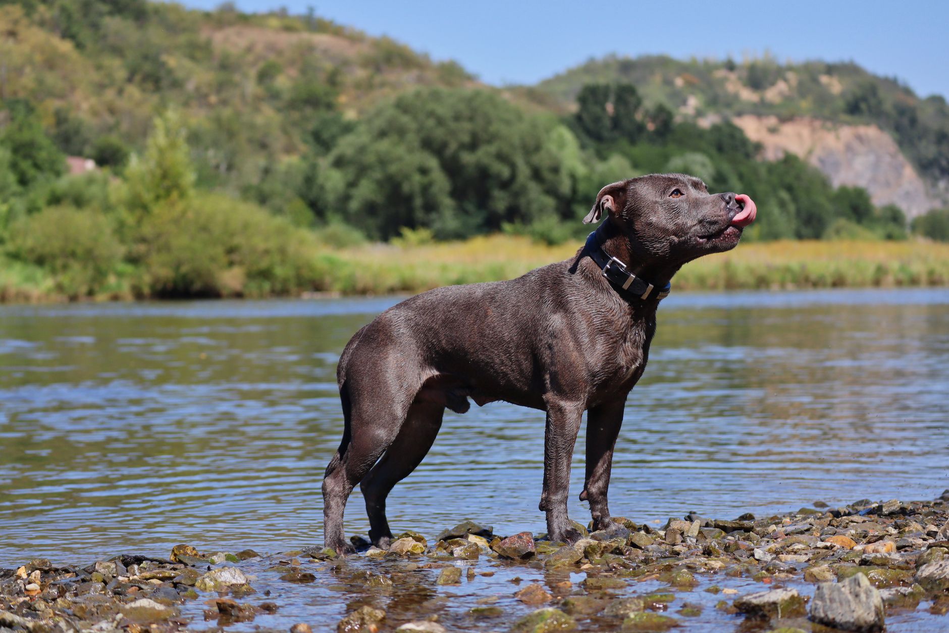 Staffordshire Bull Terrier adulto de pie al aire libre mostrando su cuerpo musculoso