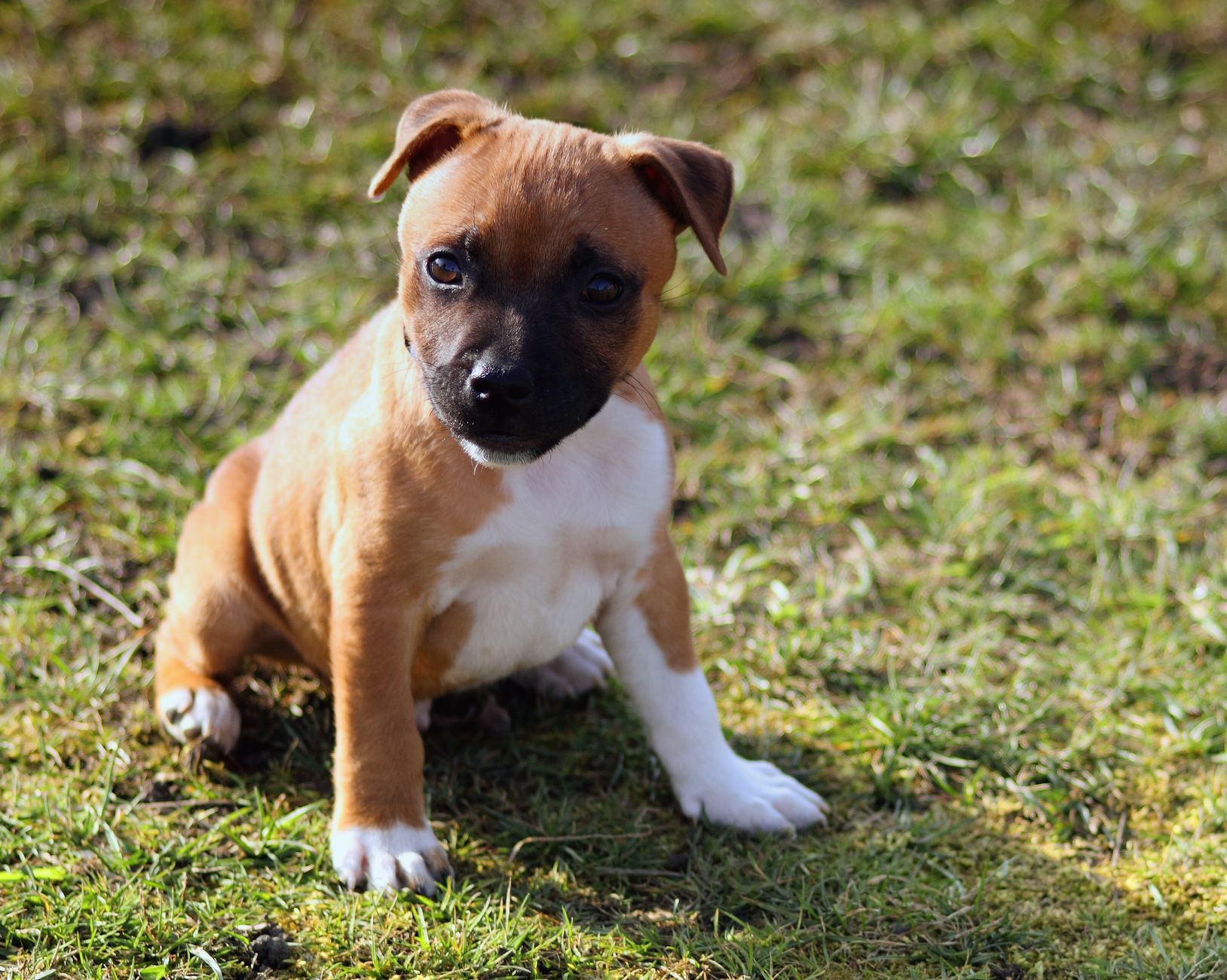 Cachorro de Staffordshire Bull Terrier jugando en exterior