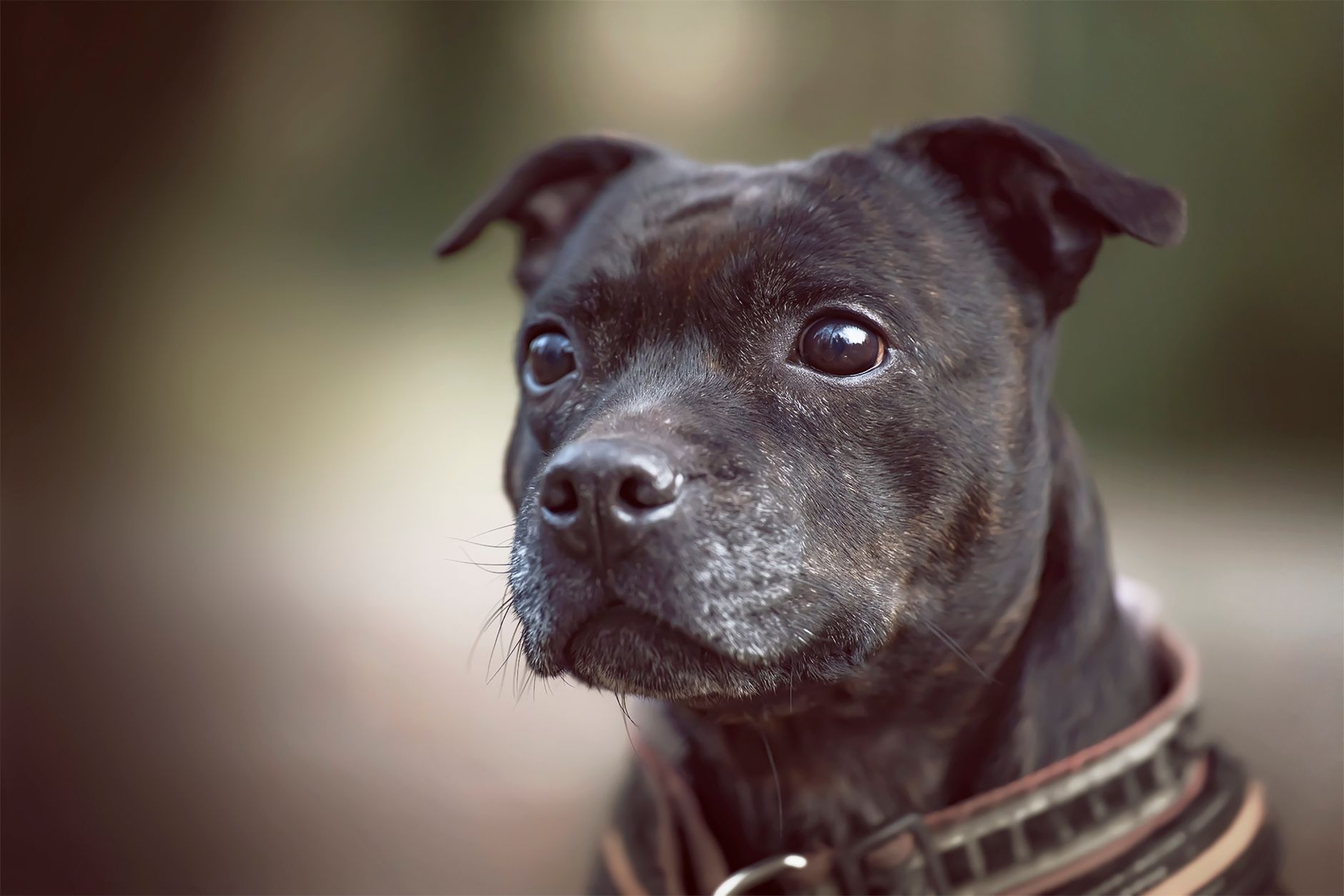 Retrato de la cara de un Staffordshire Bull Terrier mostrando su expresión atenta