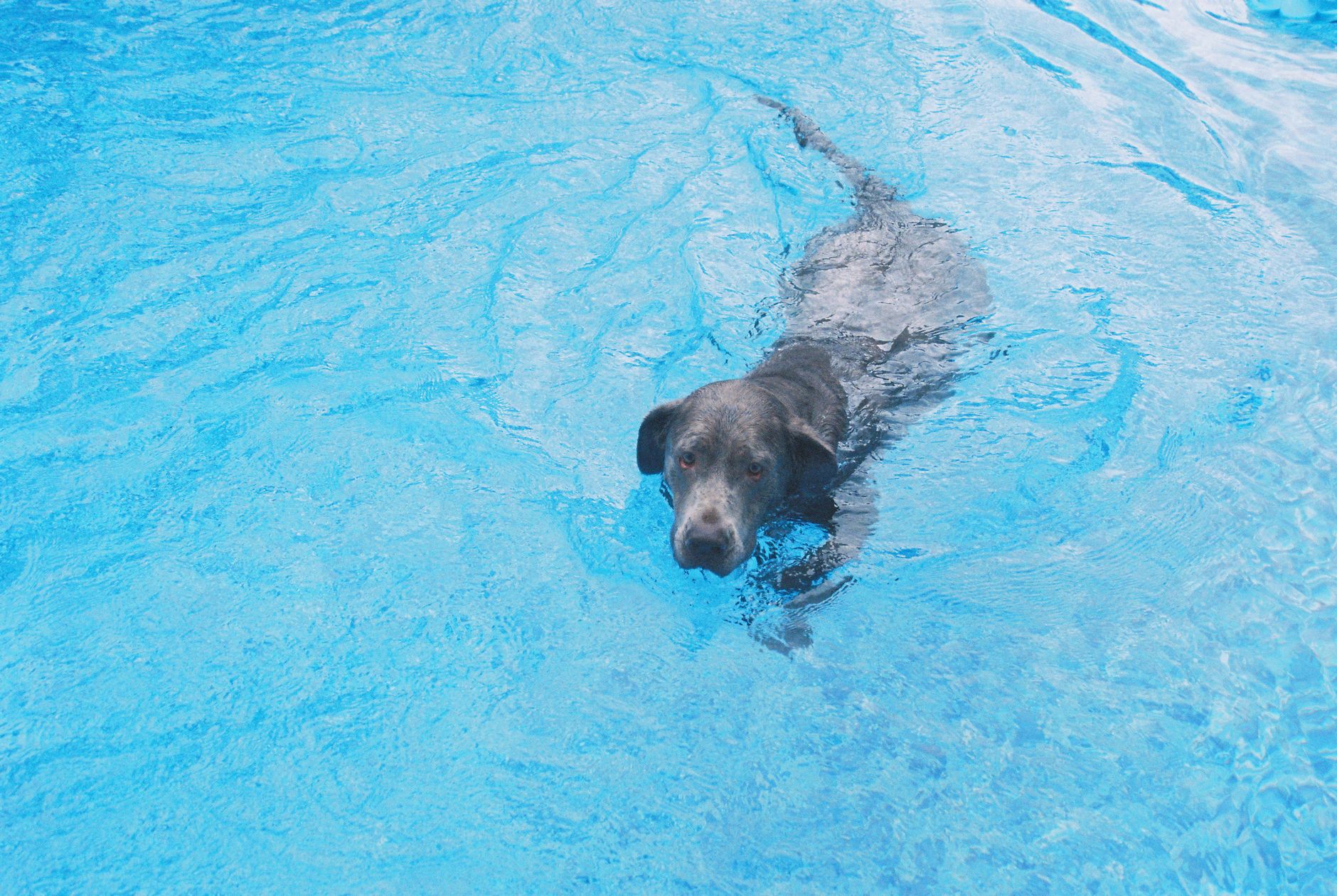 Terranova nadando en el agua mostrando su instinto natural de rescate acuático