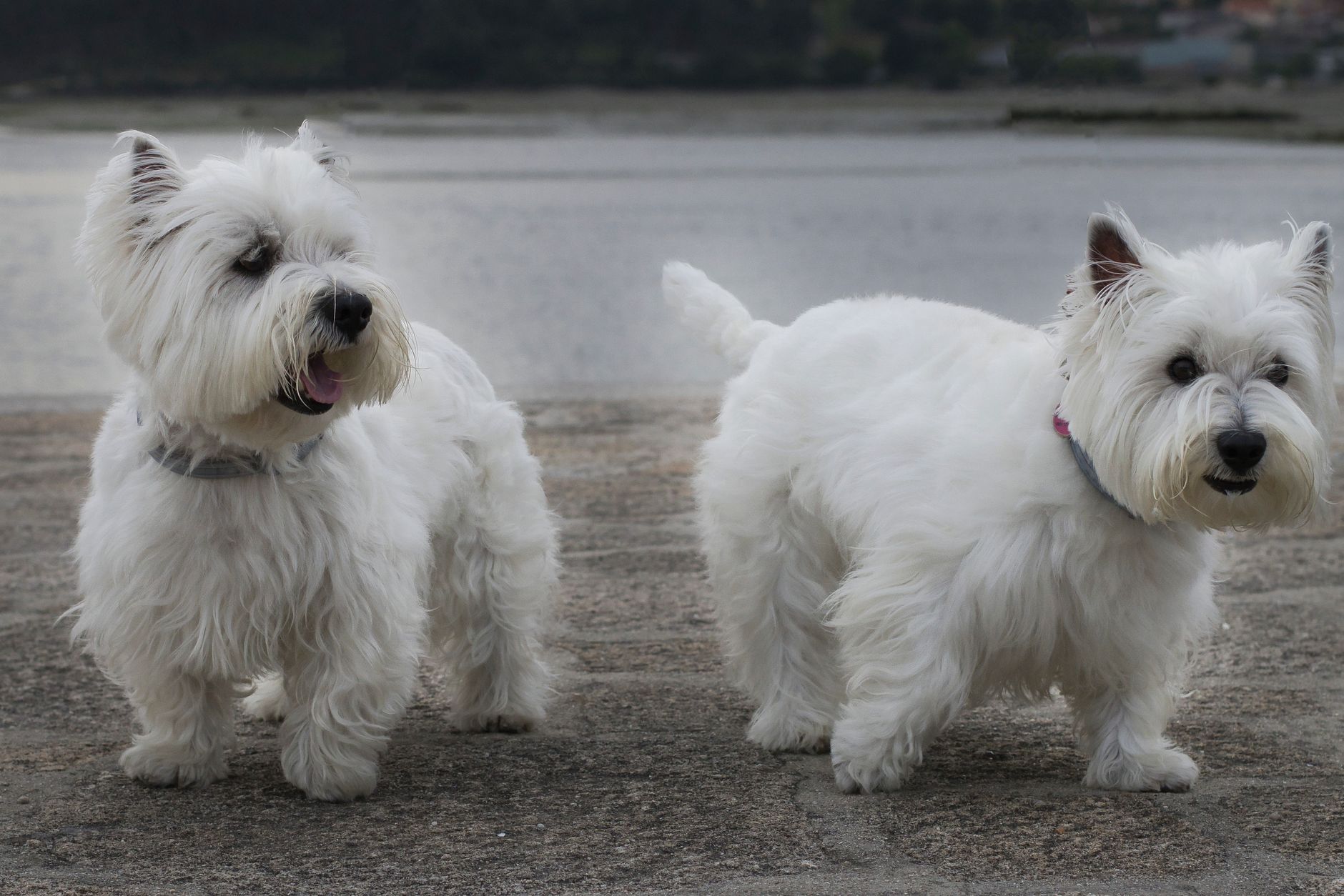 West Highland White Terrier de pie sobre hierba mostrando su pelaje blanco característico