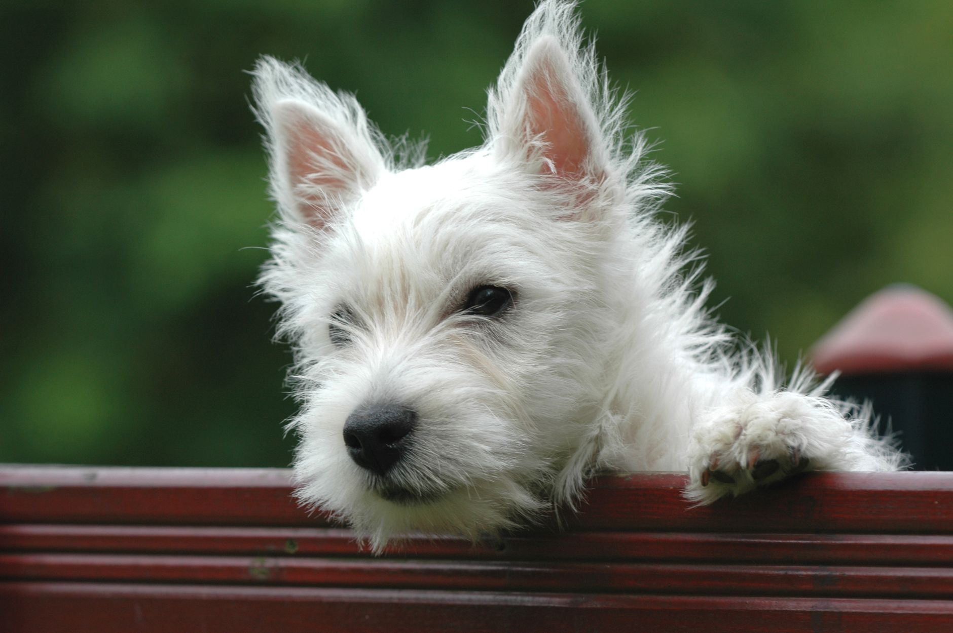 West Highland White Terrier con orejas erguidas y expresión atenta