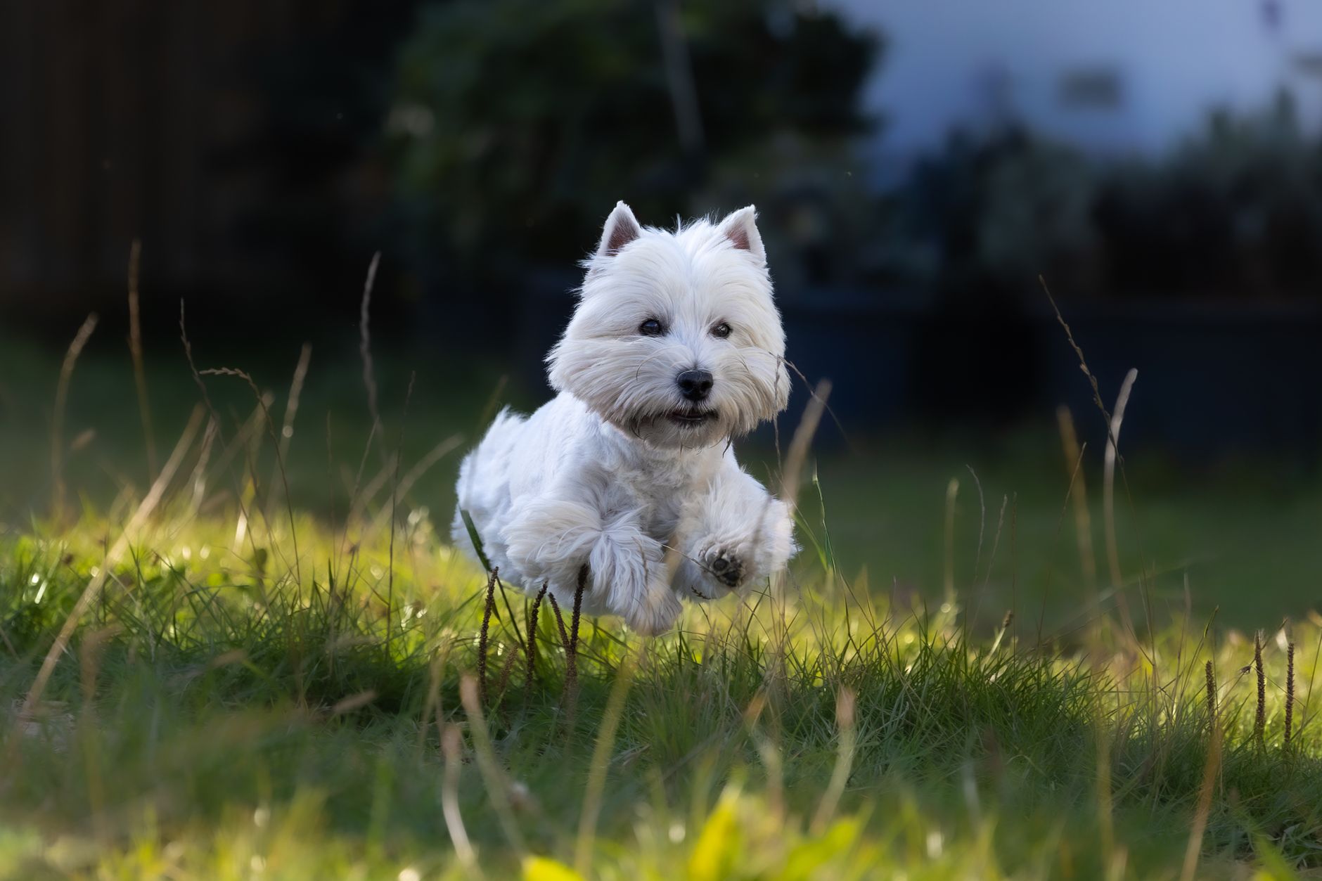 Cachorro de West Highland White Terrier jugando sobre hierba en exterior