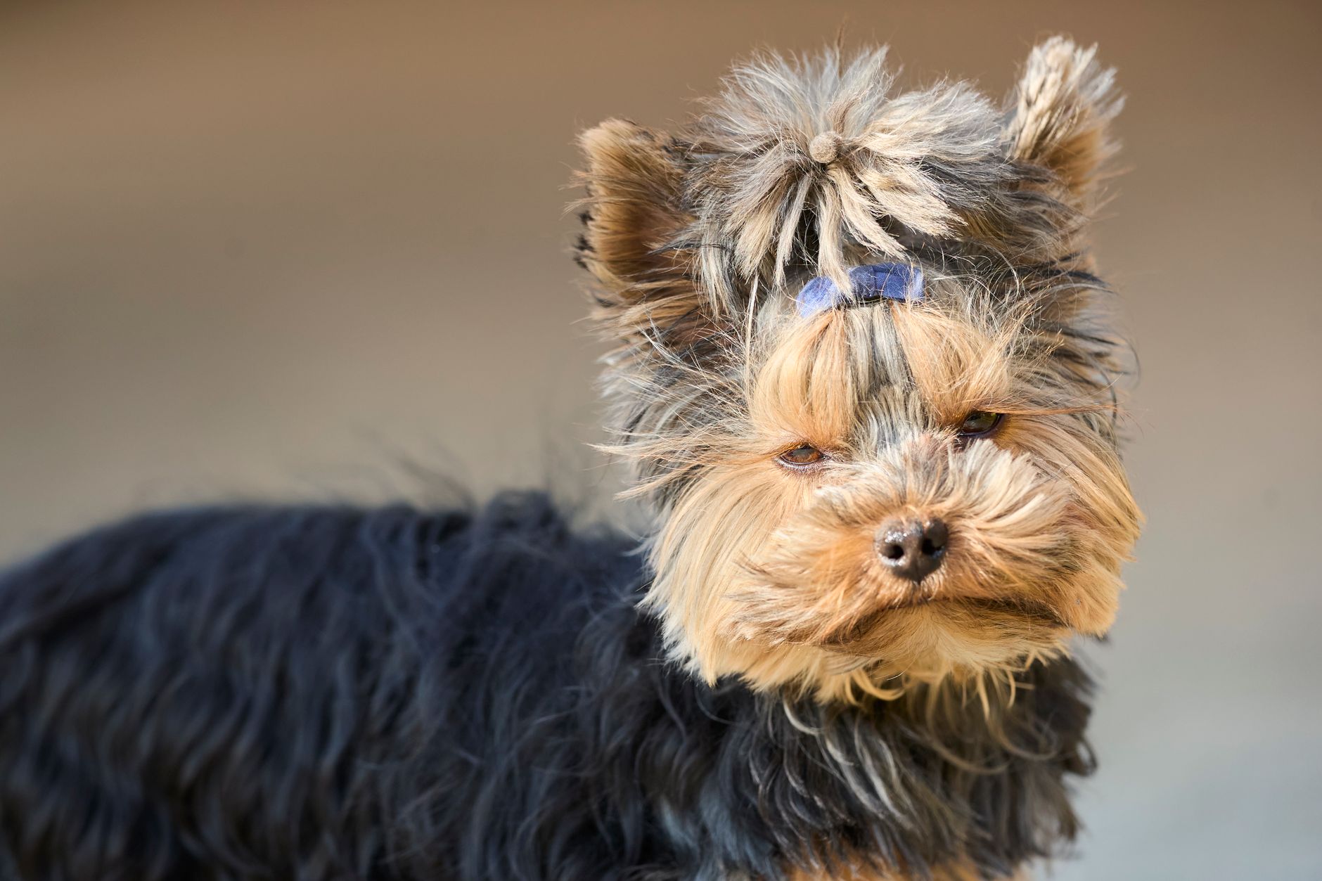 Yorkshire Terrier adulto mostrando su característico pelaje azul y fuego