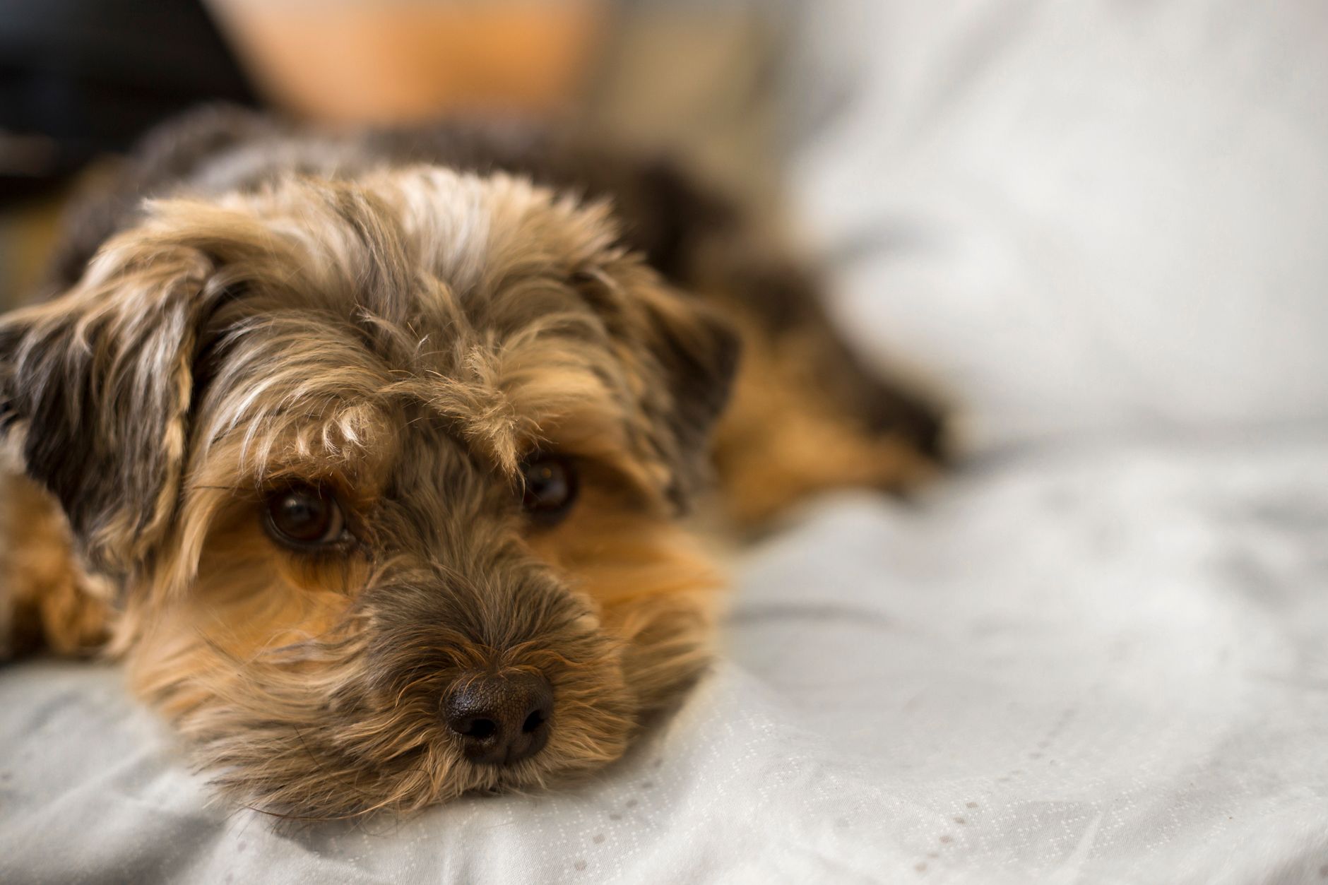 Cachorro de Yorkshire Terrier de pelaje esponjoso