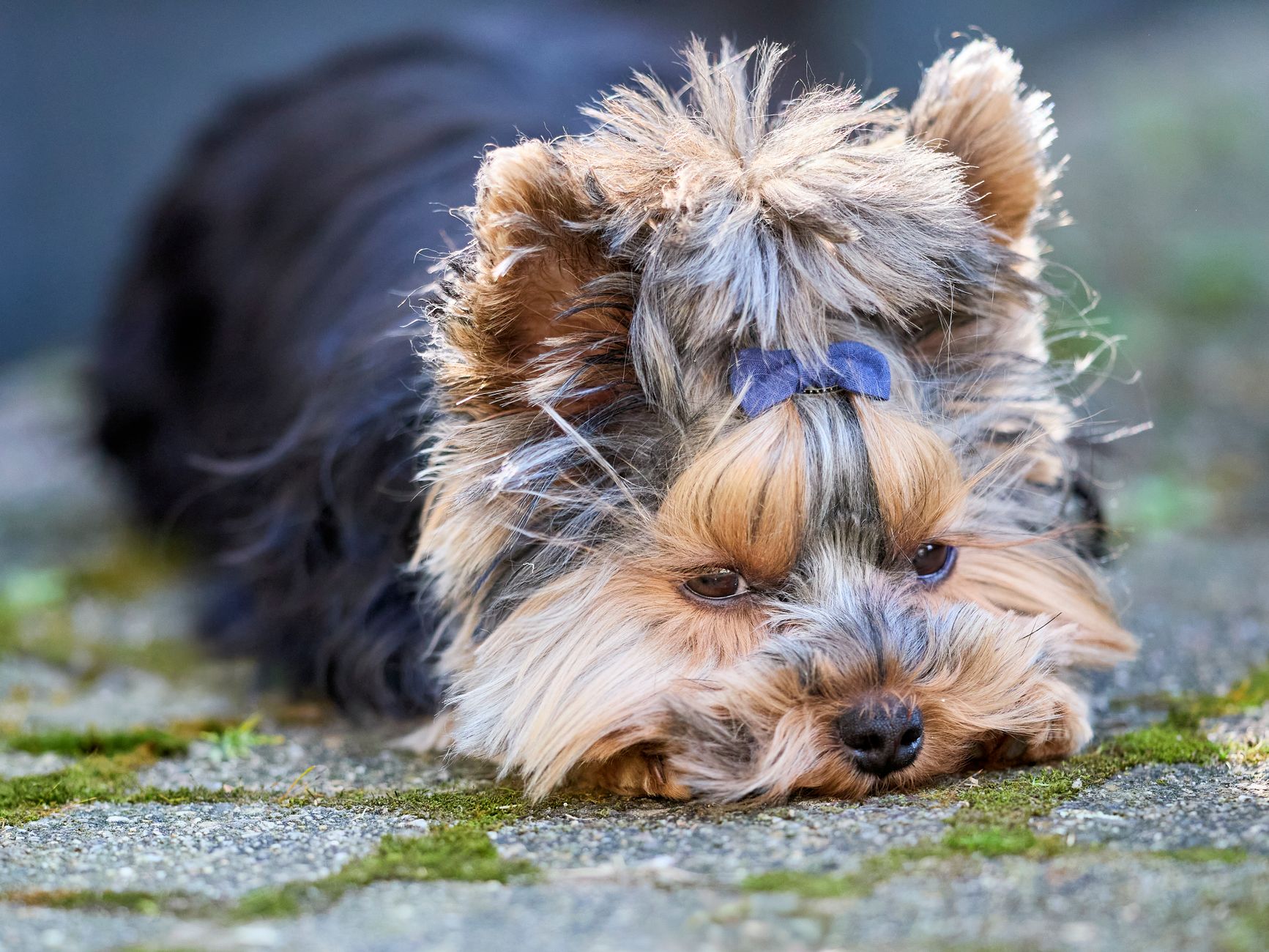 Yorkshire Terrier siendo cepillado — cuidado del pelaje sedoso
