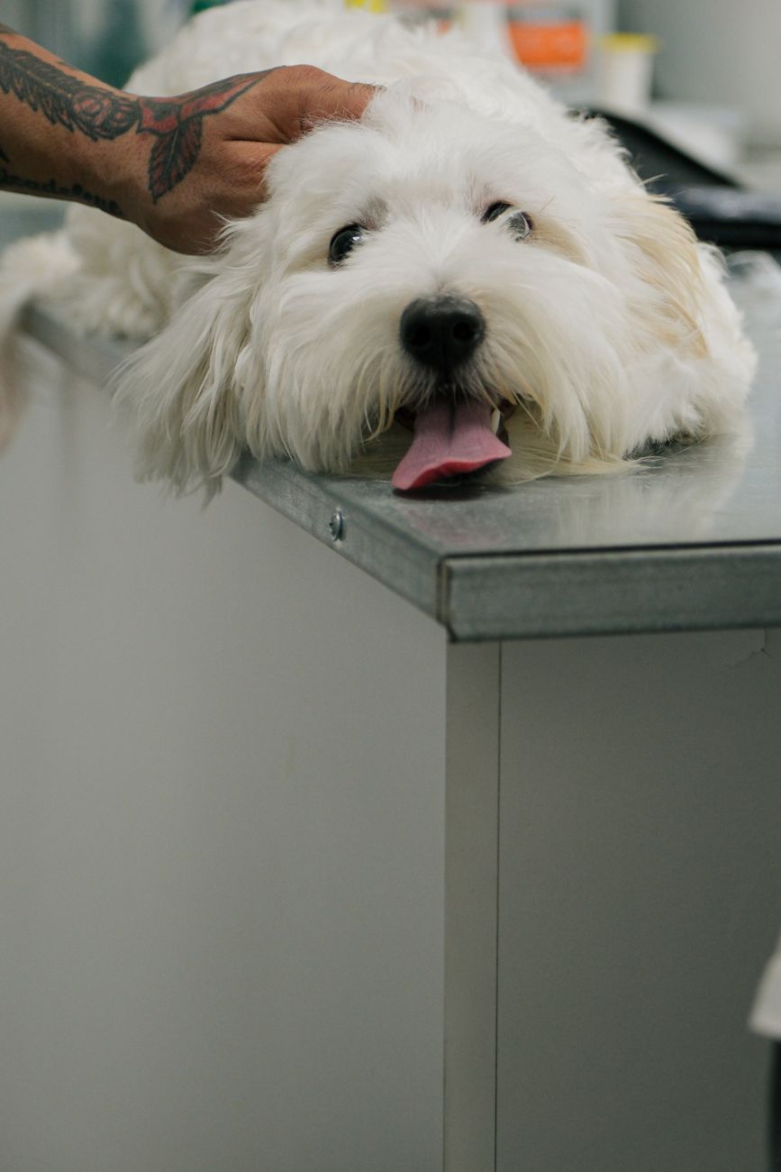 Cuidados veterinarios profesionales para mascotas